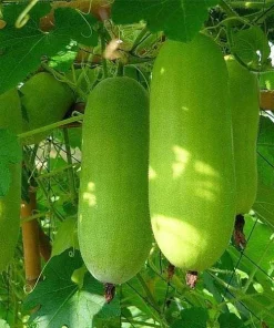 Hybrid Hajari Bottle Gourd Seeds
